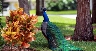 Chov pávů na soukromém dvoře